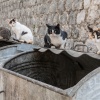 Коты в Хорватии