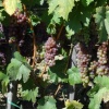 BERBA Сбор винограда