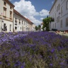 Вараждин (Varazdin), Хорватия